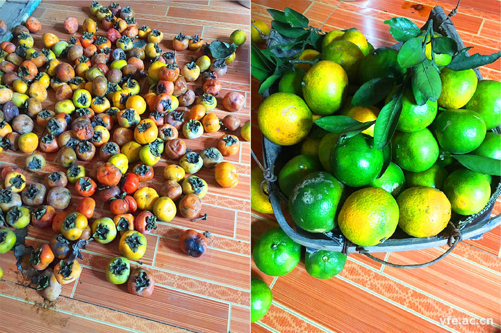 鄉(xiāng)情 鄉(xiāng)情