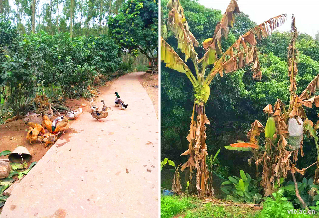 家鄉(xiāng)的風景