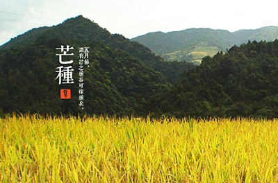 芒種，忙忙栽